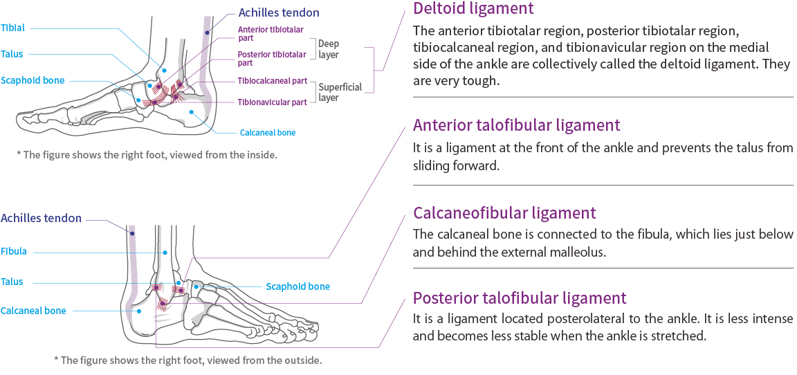 Ankle and Achilles tendon function and anatomy