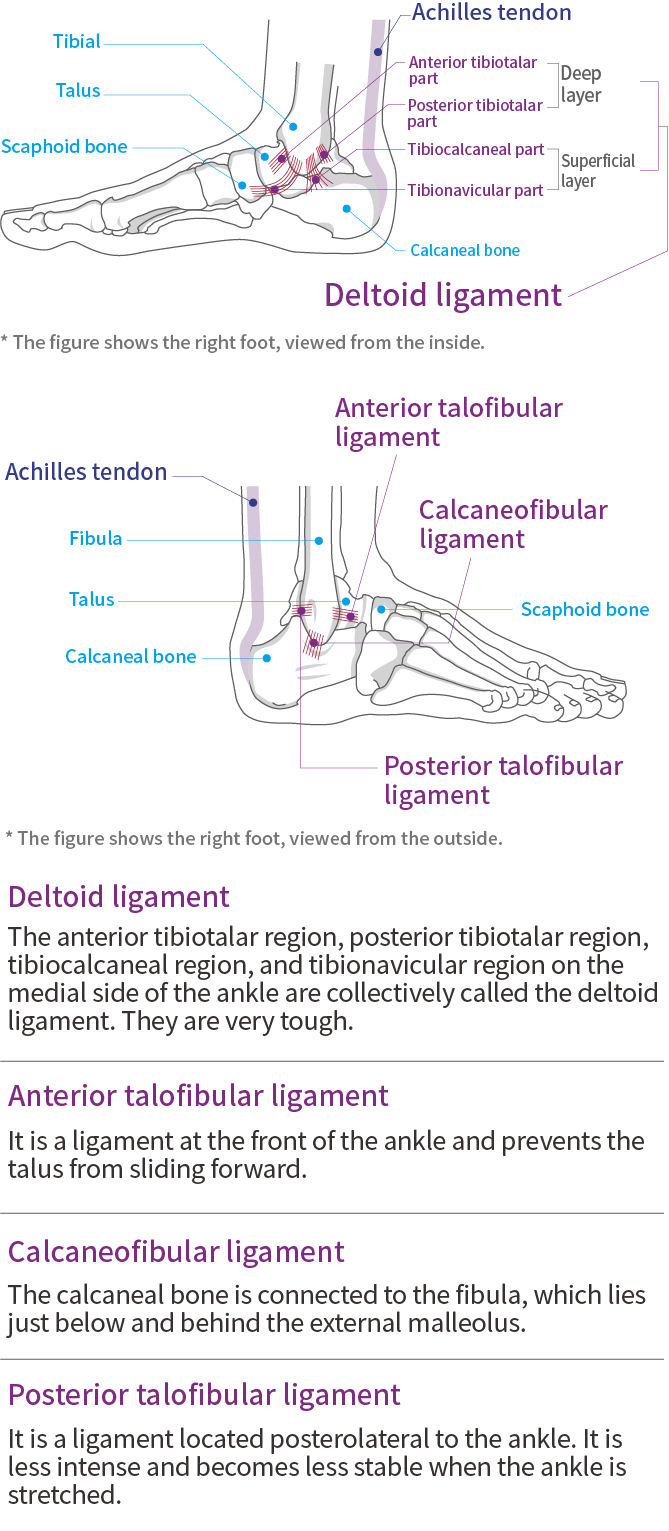 Ankle and Achilles tendon function and anatomy