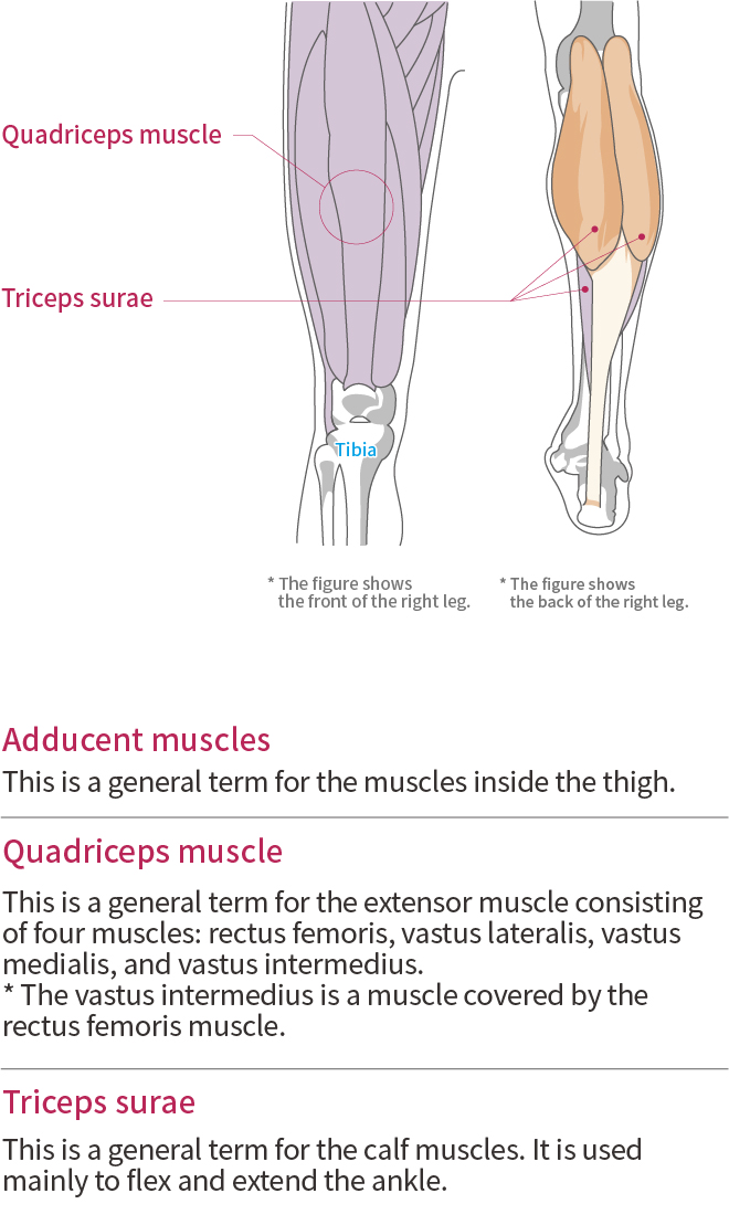 大腿，小腿和脛骨的功能和解剖