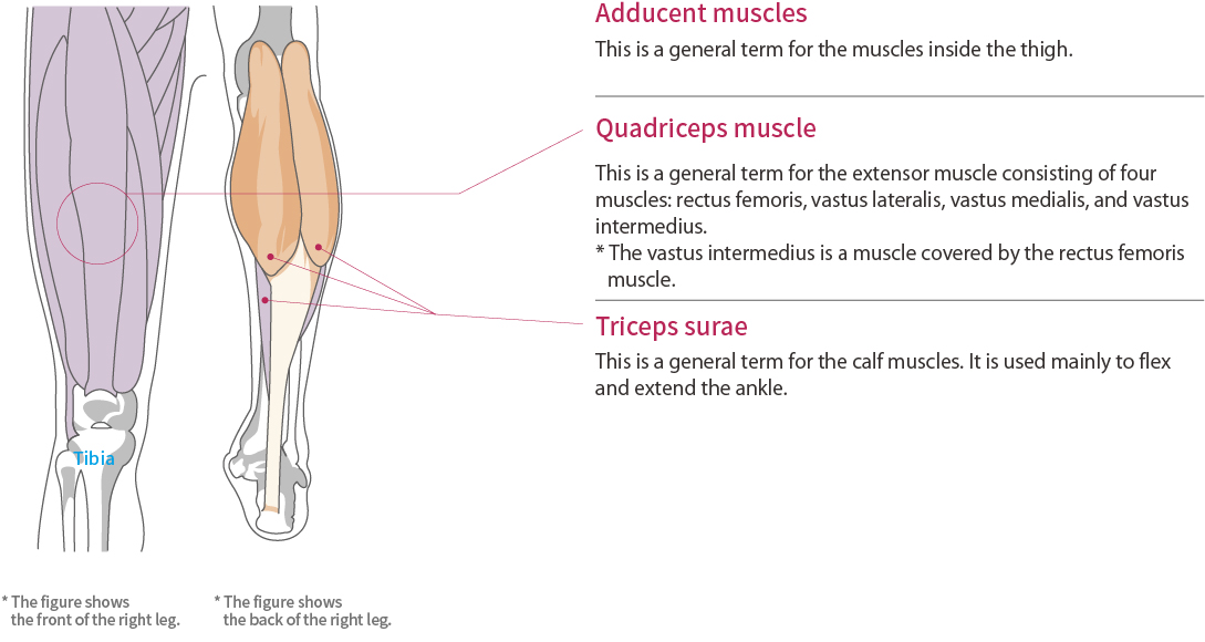 大腿，小腿和脛骨的功能和解剖